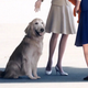 Illustration for article titled iAce Combat 7/isi /iMost Lovable Character Is A Picture Of A Dog